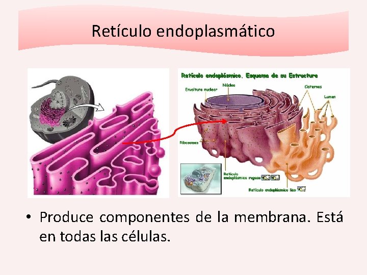 Retículo endoplasmático • Produce componentes de la membrana. Está en todas las células. 