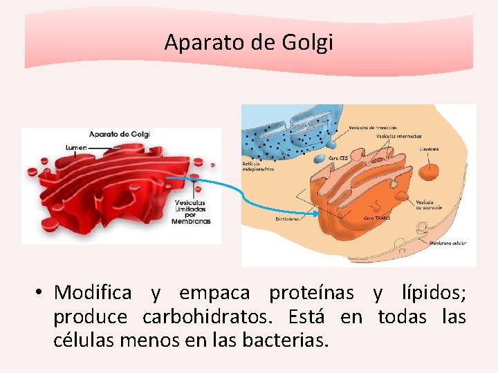 Aparato de Golgi • Modifica y empaca proteínas y lípidos; produce carbohidratos. Está en