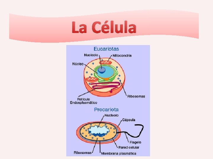 La Célula 