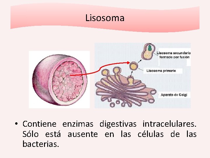 Lisosoma • Contiene enzimas digestivas intracelulares. Sólo está ausente en las células de las