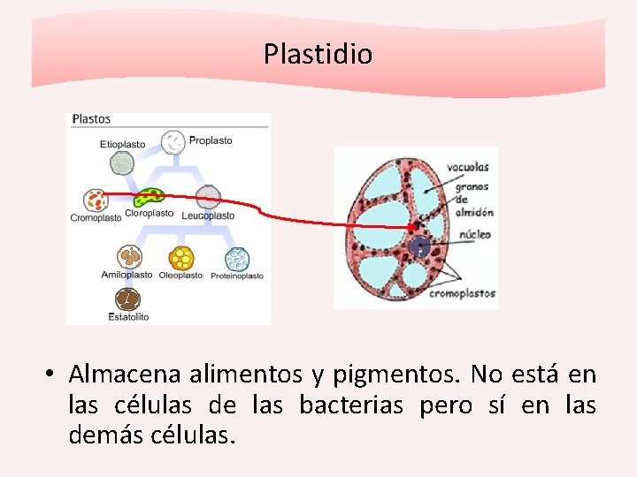 Plastidio • Almacena alimentos y pigmentos. No está en las células de las bacterias