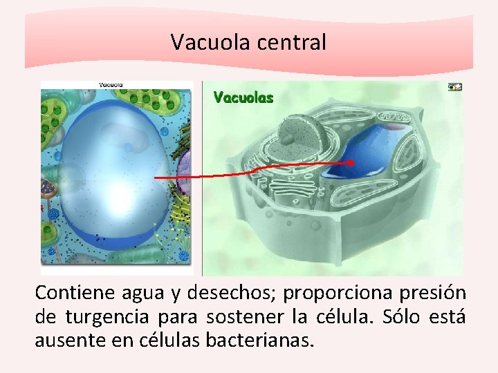 Vacuola central Contiene agua y desechos; proporciona presión de turgencia para sostener la célula.