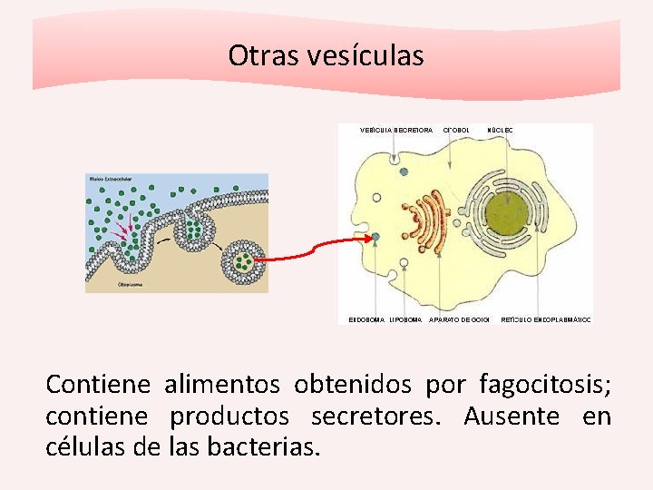 Otras vesículas Contiene alimentos obtenidos por fagocitosis; contiene productos secretores. Ausente en células de