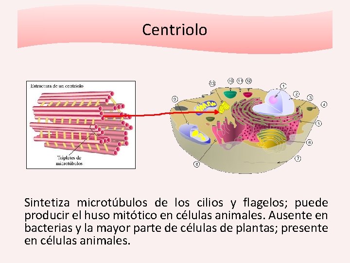 Centriolo Sintetiza microtúbulos de los cilios y flagelos; puede producir el huso mitótico en