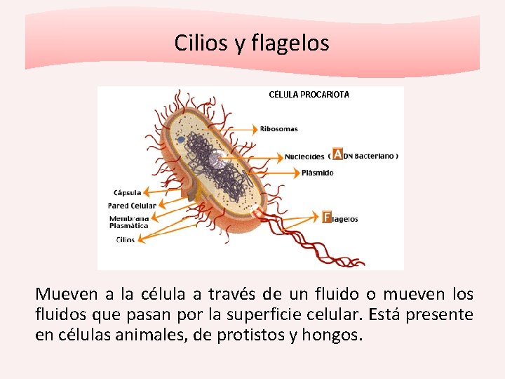 Cilios y flagelos Mueven a la célula a través de un fluido o mueven