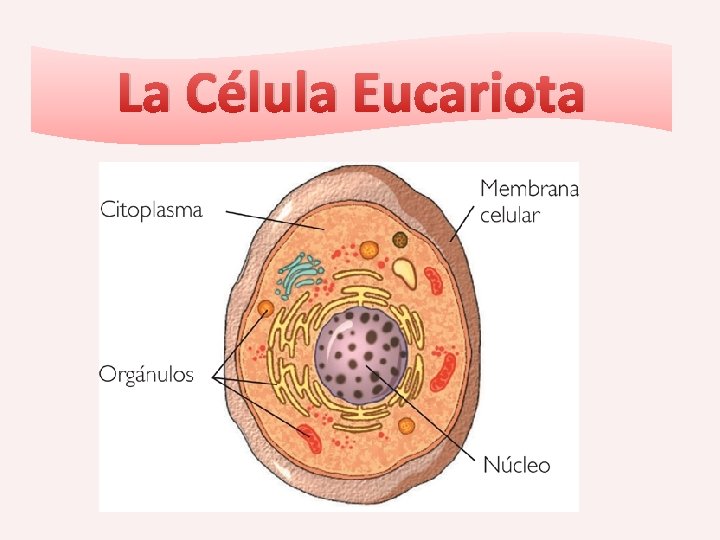 La Célula Eucariota 