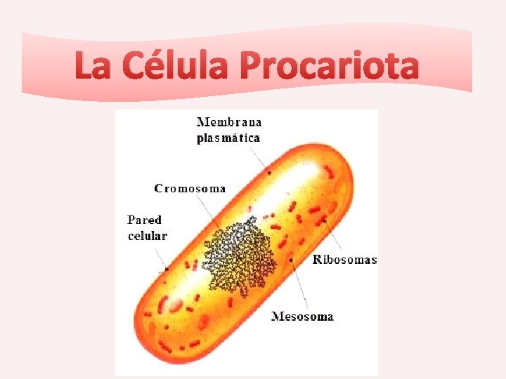 La Célula Procariota 