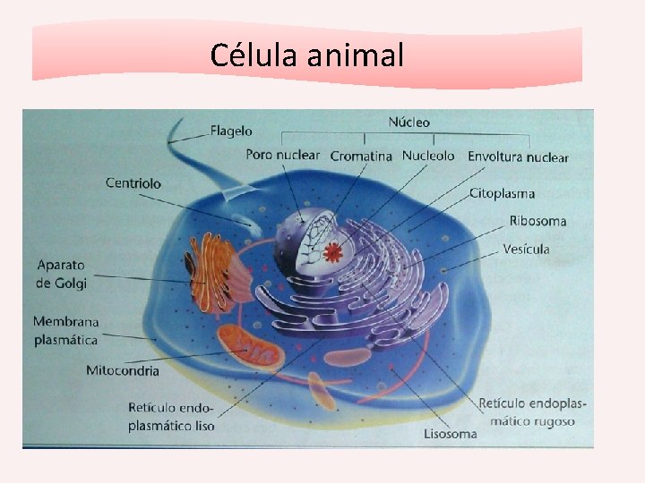 Célula animal 