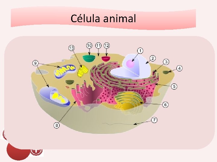 Célula animal asasa 