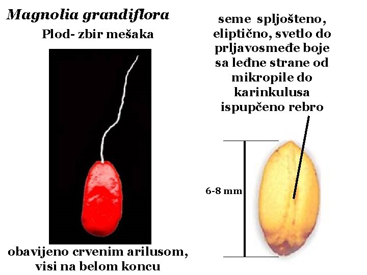 Magnolia grandiflora Plod- zbir mešaka seme spljošteno, eliptično, svetlo do prljavosmeđe boje sa leđne