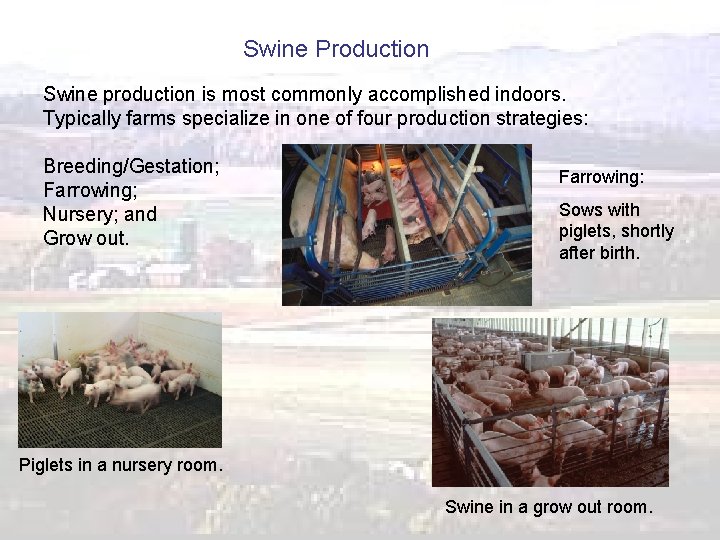 Swine Production Swine production is most commonly accomplished indoors. Typically farms specialize in one