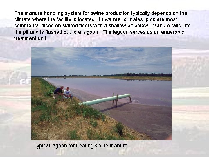 The manure handling system for swine production typically depends on the climate where the