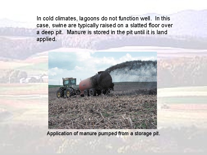 In cold climates, lagoons do not function well. In this case, swine are typically