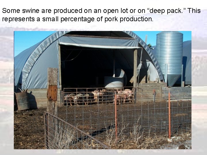 Some swine are produced on an open lot or on “deep pack. ” This