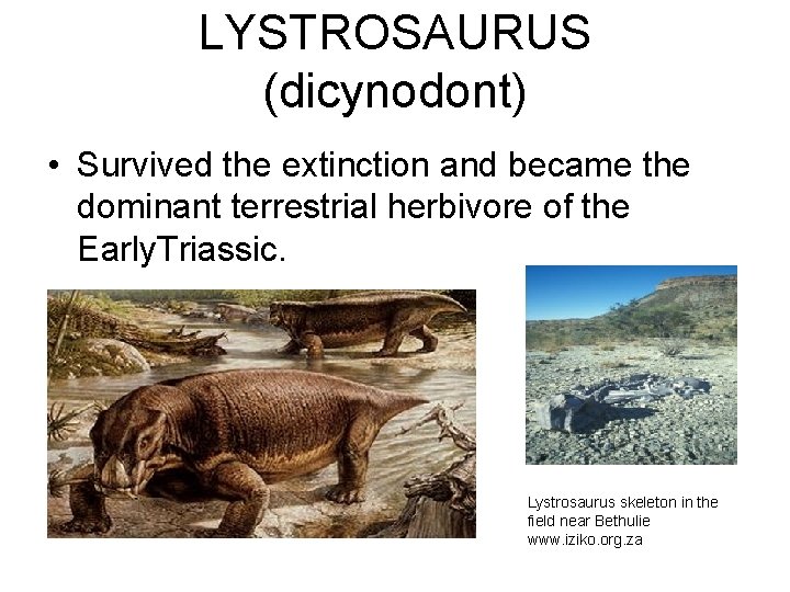 LYSTROSAURUS (dicynodont) • Survived the extinction and became the dominant terrestrial herbivore of the