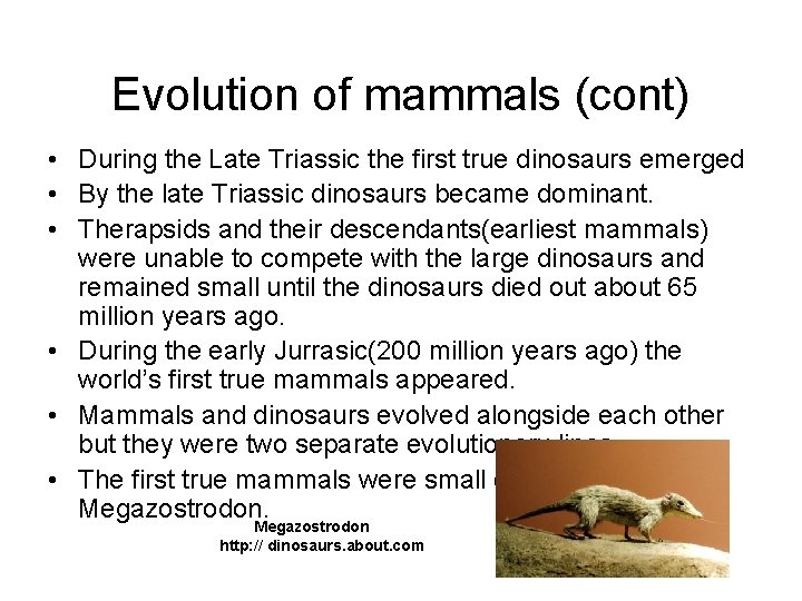 Evolution of mammals (cont) • During the Late Triassic the first true dinosaurs emerged