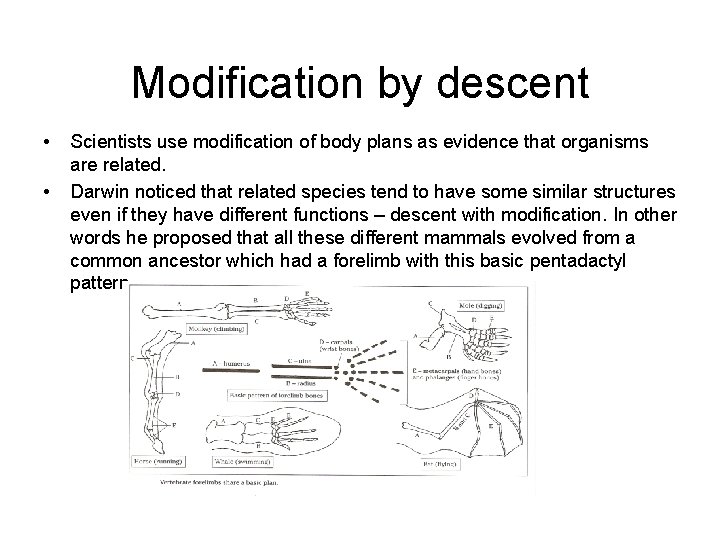 Modification by descent • • Scientists use modification of body plans as evidence that
