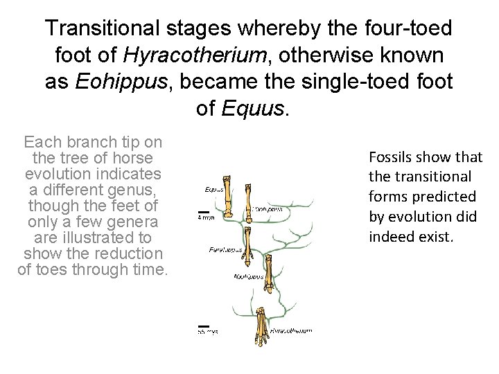 Transitional stages whereby the four-toed foot of Hyracotherium, otherwise known as Eohippus, became the