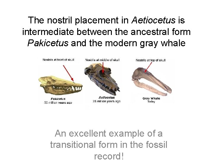 The nostril placement in Aetiocetus is intermediate between the ancestral form Pakicetus and the