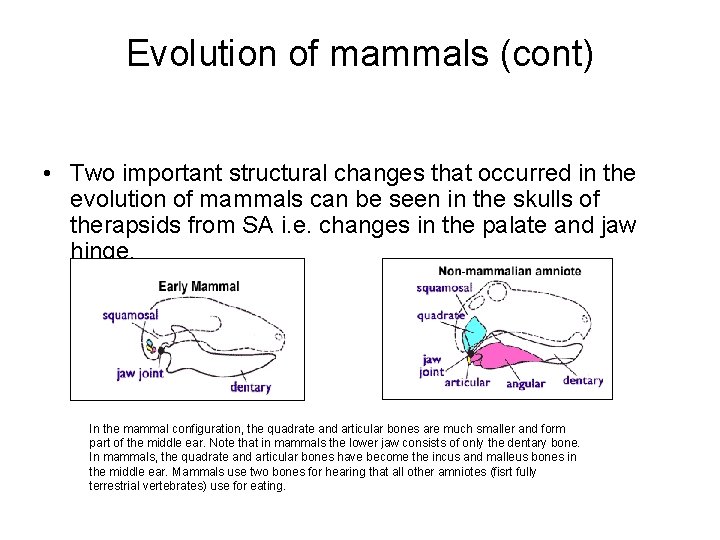 Evolution of mammals (cont) • Two important structural changes that occurred in the evolution
