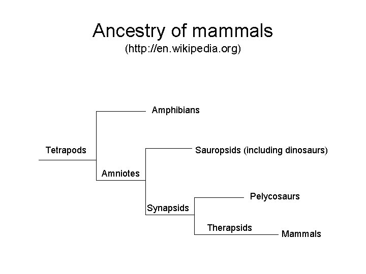 Ancestry of mammals (http: //en. wikipedia. org) Amphibians Tetrapods Sauropsids (including dinosaurs) Amniotes Pelycosaurs
