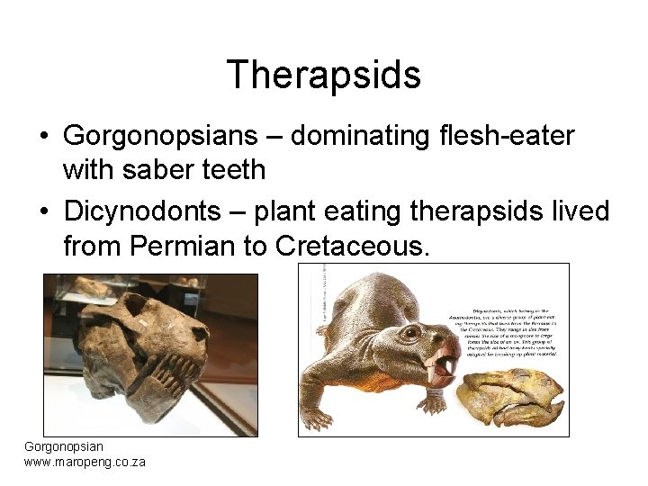 Therapsids • Gorgonopsians – dominating flesh-eater with saber teeth • Dicynodonts – plant eating