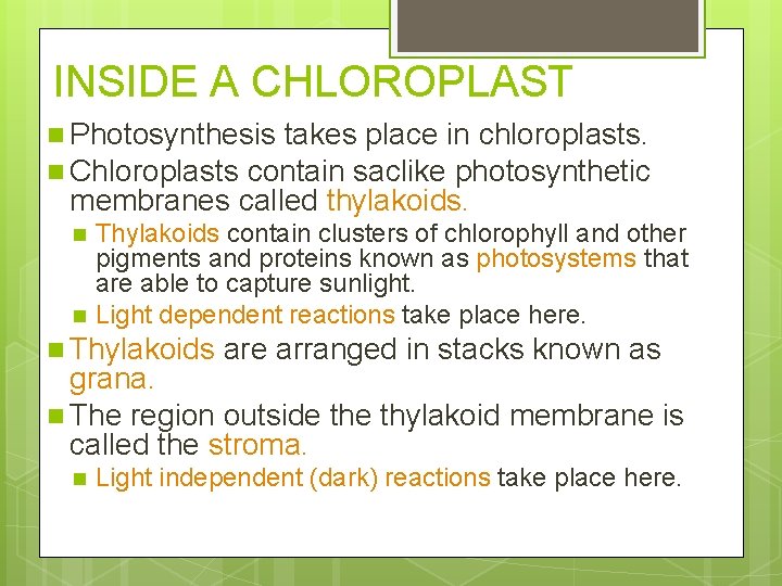 INSIDE A CHLOROPLAST n Photosynthesis takes place in chloroplasts. n Chloroplasts contain saclike photosynthetic