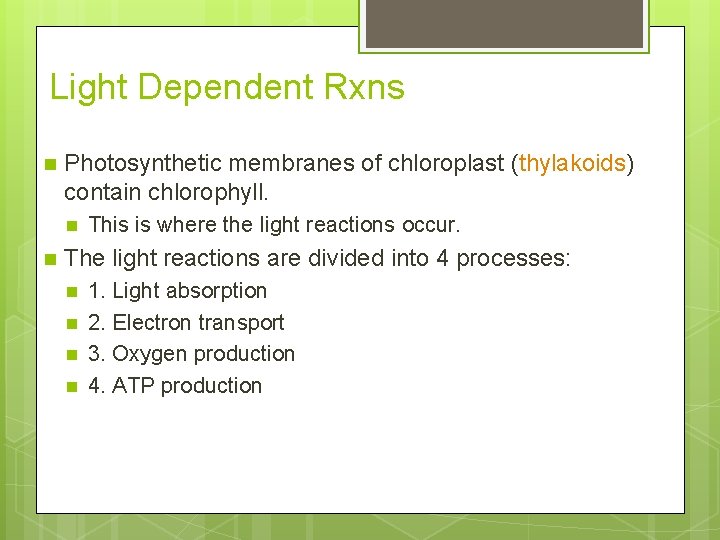 Light Dependent Rxns n Photosynthetic membranes of chloroplast (thylakoids) contain chlorophyll. n n This