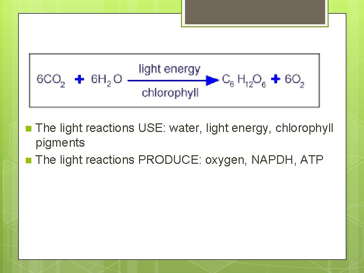 Light Rxns - SUMMARY n n The light reactions USE: water, light energy, chlorophyll