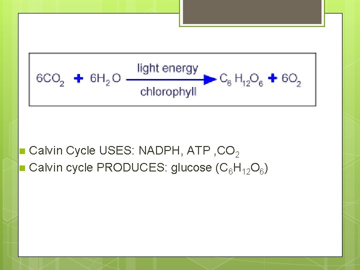 Calvin Cycle - SUMMARY n n Calvin Cycle USES: NADPH, ATP , CO 2