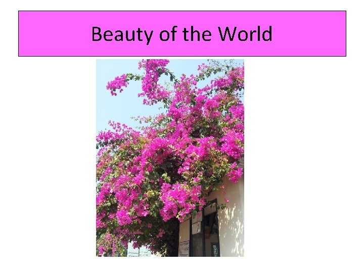 Beauty of the World 