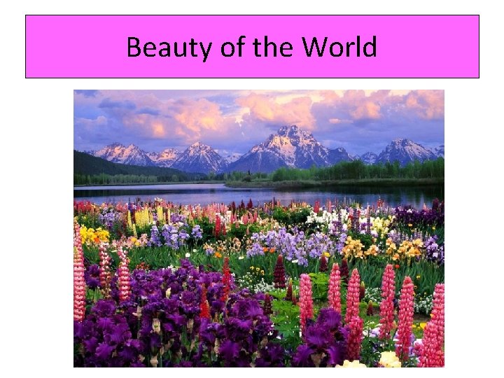 Beauty of the World 