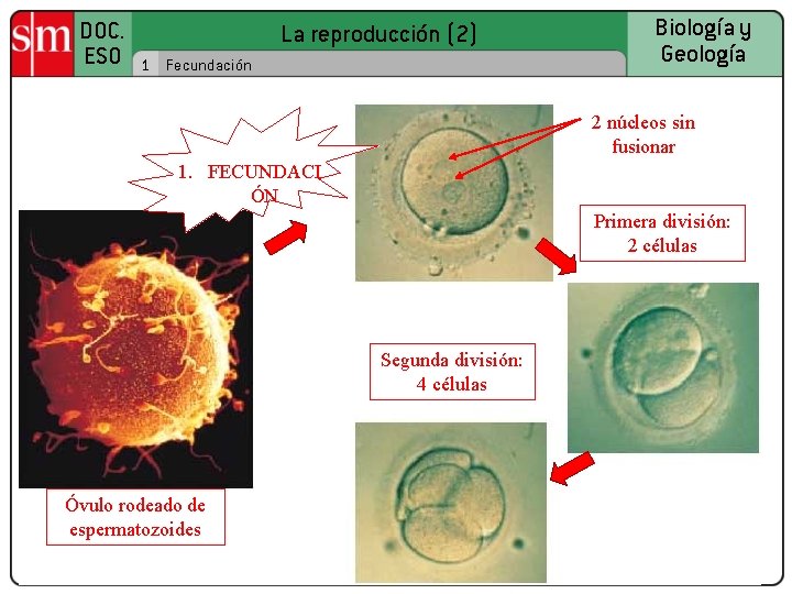 DOC. ESO La reproducción (2) 1 Fecundación Biología y Geología 2 núcleos sin fusionar