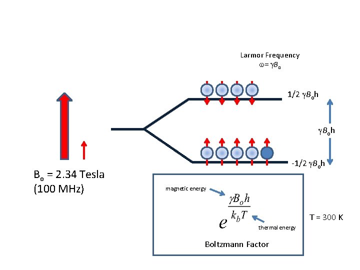 Larmor Frequency w= g. Bo 1/2 g. Boh Bo = 2. 34 Tesla (100