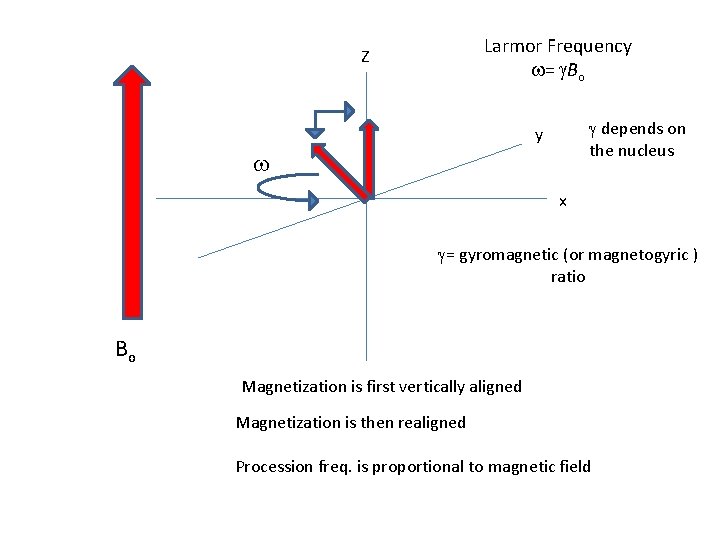 Larmor Frequency w= g. Bo Z g depends on the nucleus y w x
