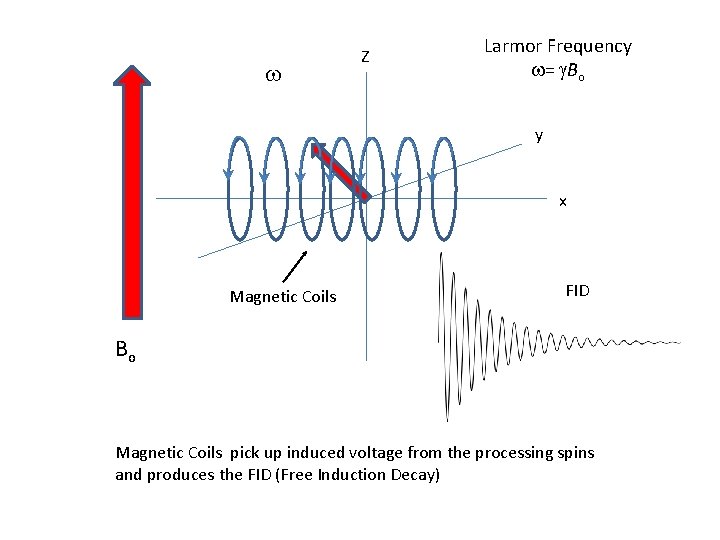 w Z Larmor Frequency w= g. Bo y x Magnetic Coils FID Bo Magnetic