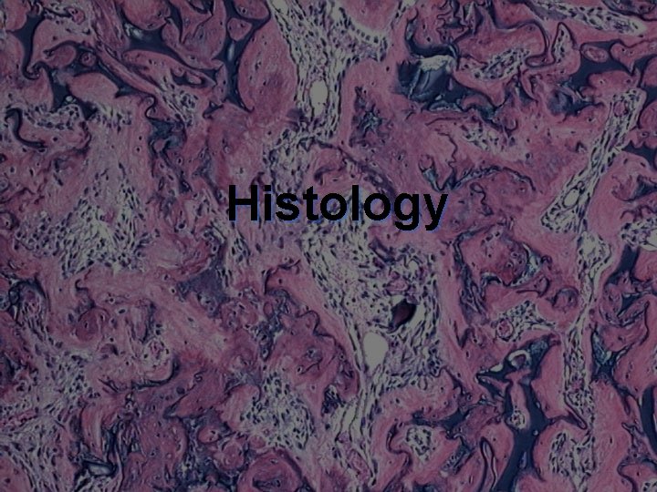 Histology 