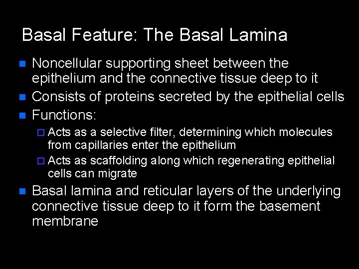 Basal Feature: The Basal Lamina n n n Noncellular supporting sheet between the epithelium