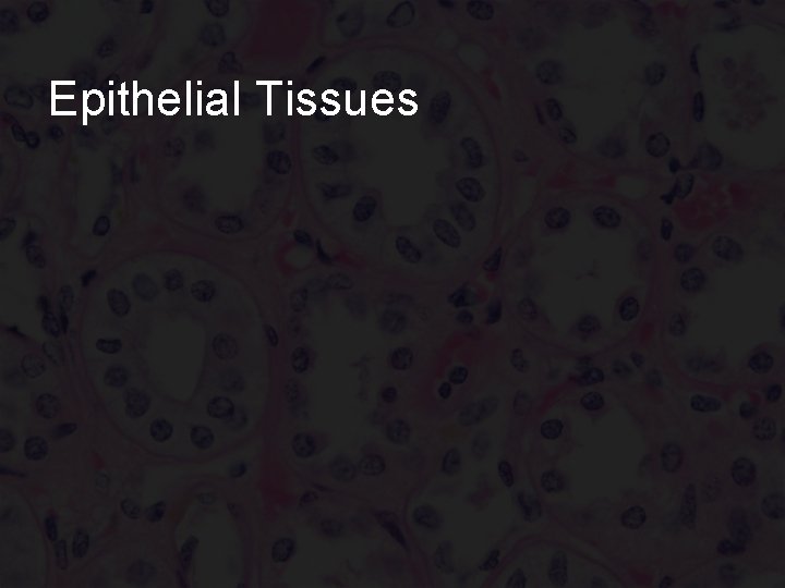 Epithelial Tissues 