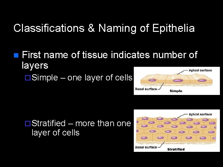 Classifications & Naming of Epithelia n First name of tissue indicates number of layers