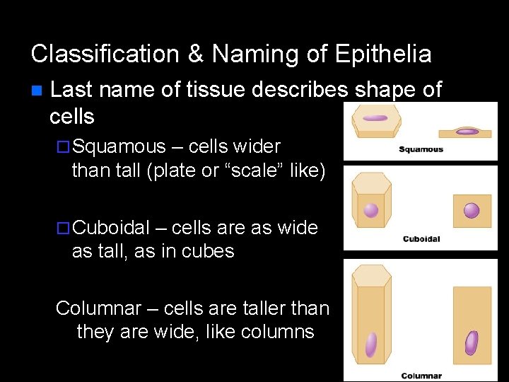 Classification & Naming of Epithelia n Last name of tissue describes shape of cells