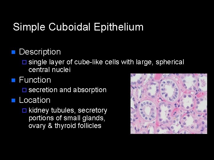 Simple Cuboidal Epithelium n Description ¨ single layer of cube-like cells with large, spherical