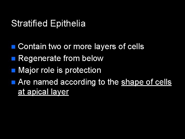 Stratified Epithelia Contain two or more layers of cells n Regenerate from below n