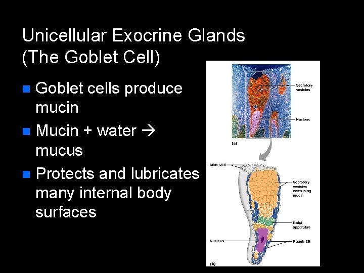 Unicellular Exocrine Glands (The Goblet Cell) Goblet cells produce mucin n Mucin + water Unicellular Exocrine Glands (The Goblet Cell) Goblet cells produce mucin n Mucin + water