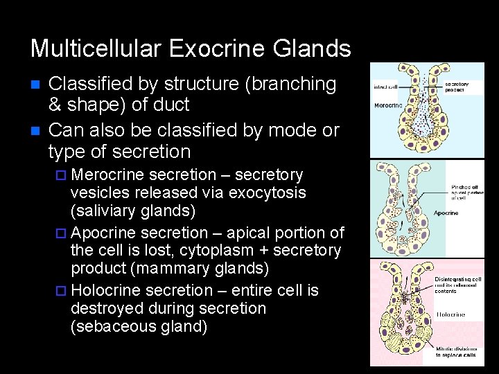 Multicellular Exocrine Glands n n Classified by structure (branching & shape) of duct Can
