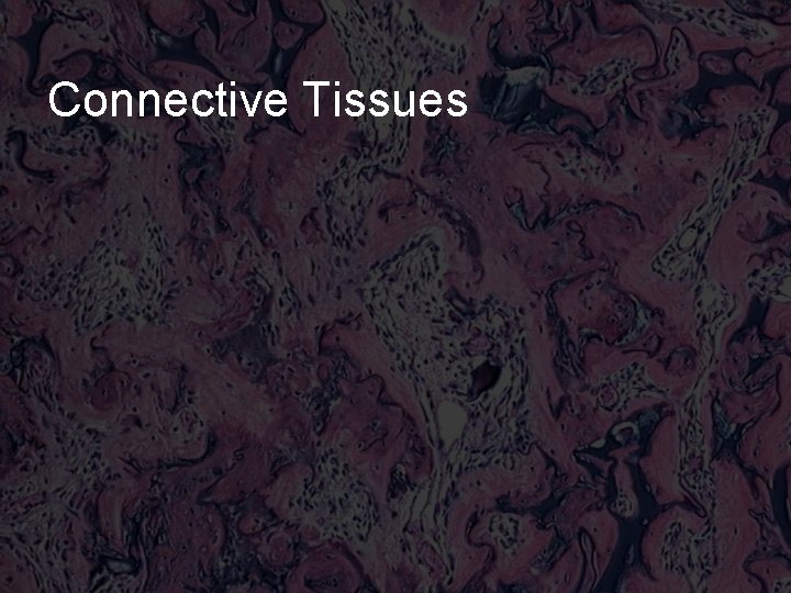 Connective Tissues 