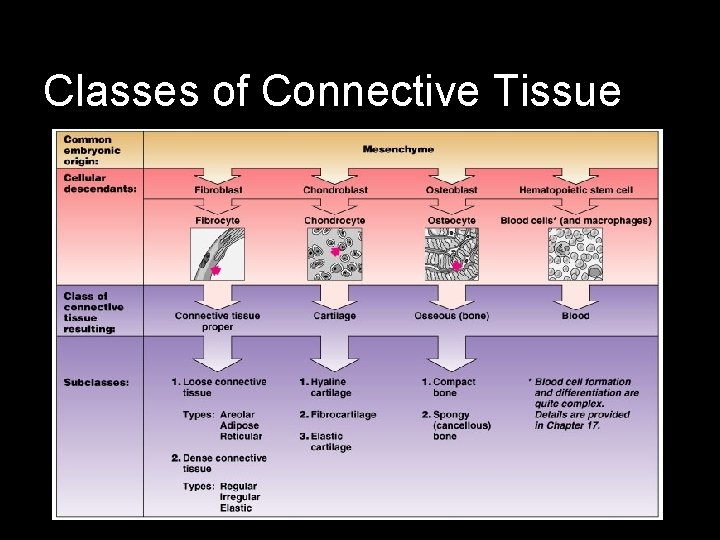 Classes of Connective Tissue 