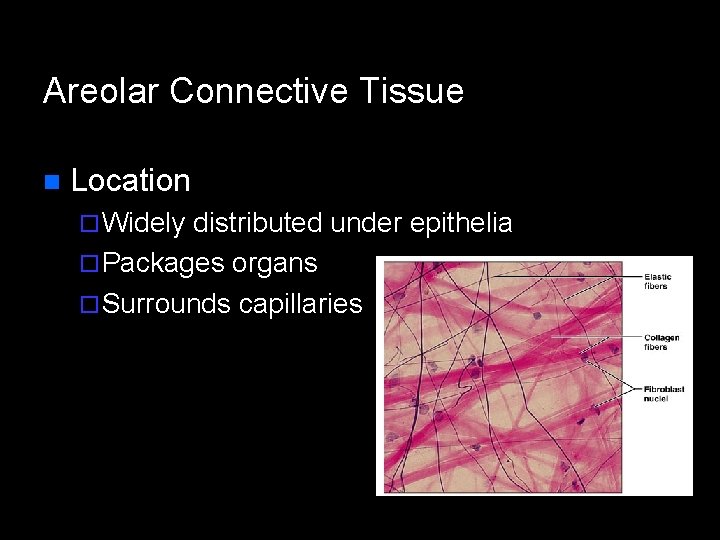 Areolar Connective Tissue n Location ¨ Widely distributed under epithelia ¨ Packages organs ¨