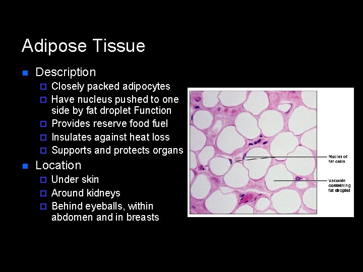 Adipose Tissue n Description ¨ ¨ ¨ n Closely packed adipocytes Have nucleus pushed