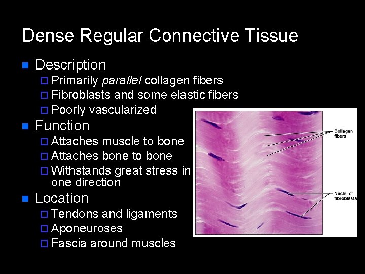 Dense Regular Connective Tissue n Description ¨ Primarily parallel collagen fibers ¨ Fibroblasts and